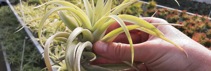 tillandsia