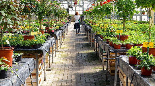 acheter-des-plantes-a-nantes-avec-le-drive