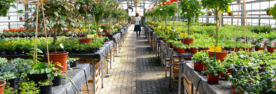acheter-des-plantes-a-nantes-avec-le-drive